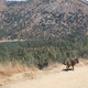 Illustration for article titled Toby Hike Day: Wellbarn Road to San Joaquin River Trail